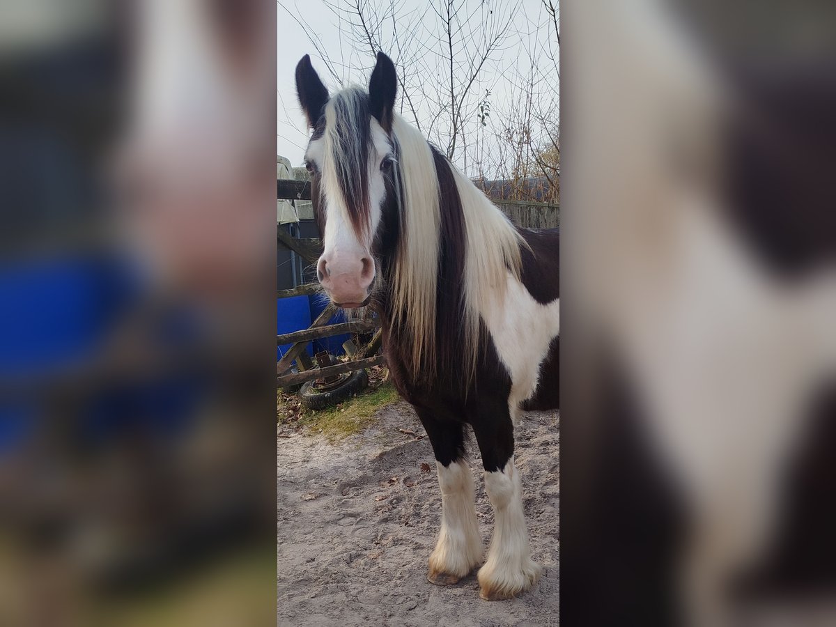 Tinker Stute 6 Jahre 150 cm Schecke in Heerlen