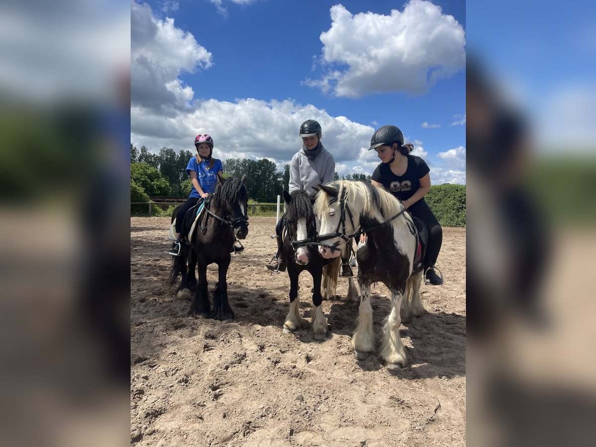 Tinker Stute 7 Jahre 130 cm in Trebbin