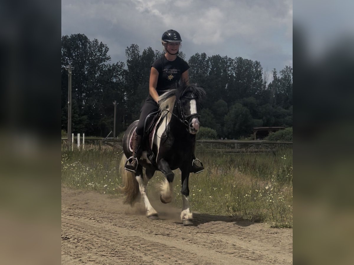 Tinker Stute 7 Jahre 135 cm in Trebbin