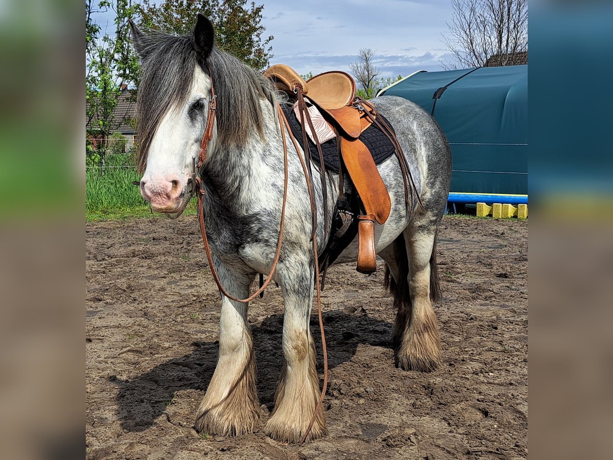 Tinker Stute 7 Jahre 138 cm Roan-Blue in Langen
