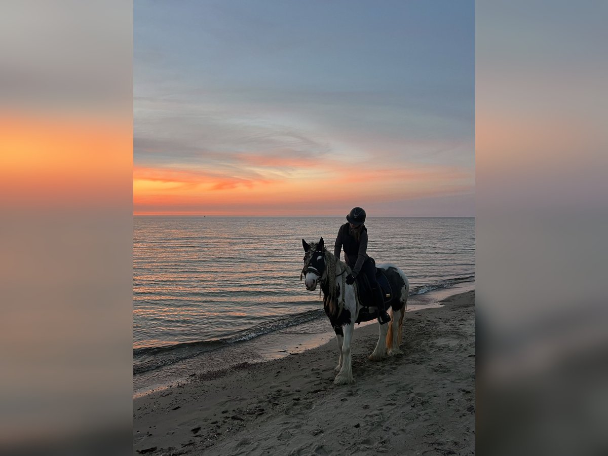 Tinker Stute 7 Jahre 143 cm in Stahnsdorf