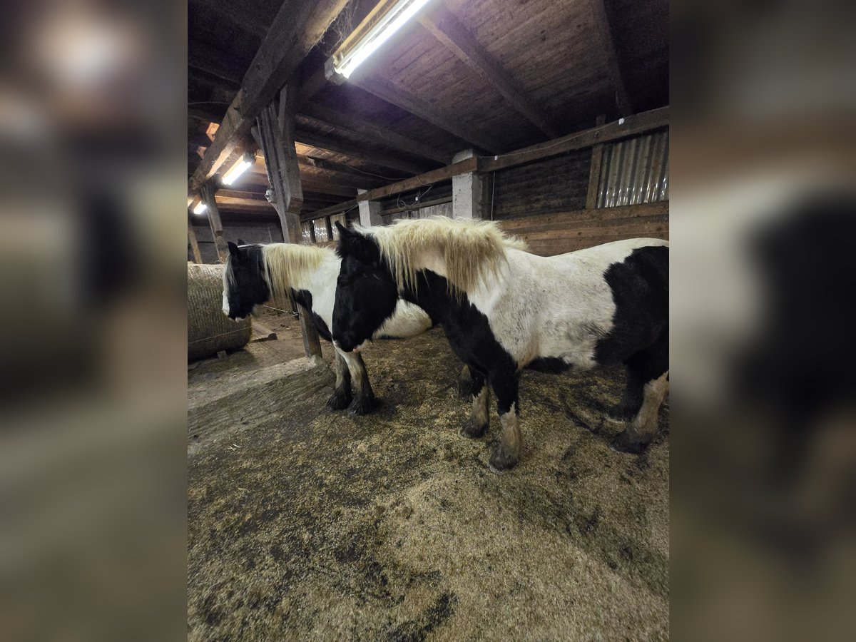 Tinker Stute 7 Jahre 158 cm Schecke in S&#xFC;derholz
