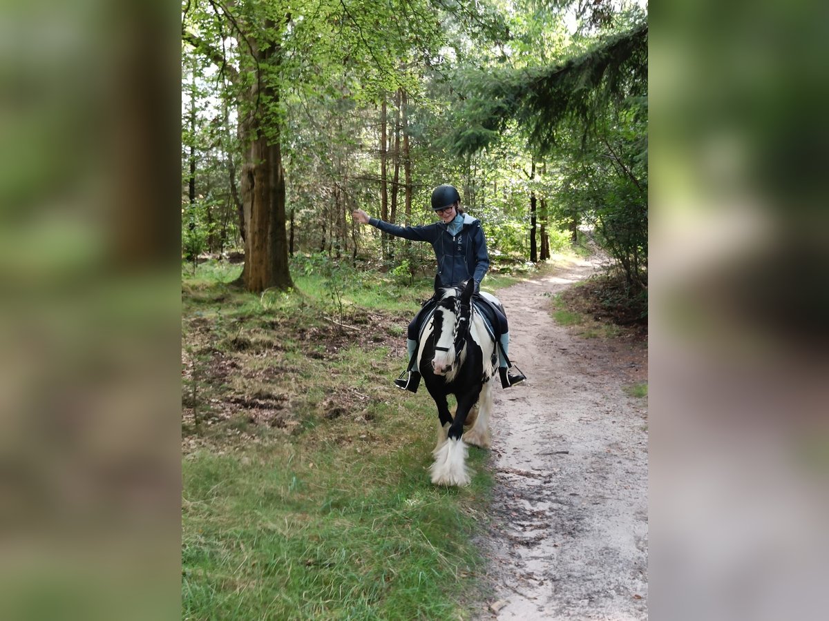 Tinker Stute 8 Jahre 136 cm Schecke in Lekkerkerk