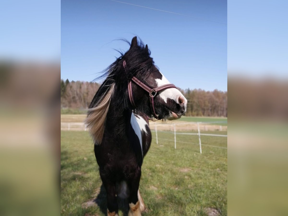 Tinker Stute 8 Jahre 147 cm Schecke in Ibbenb&#xFC;ren