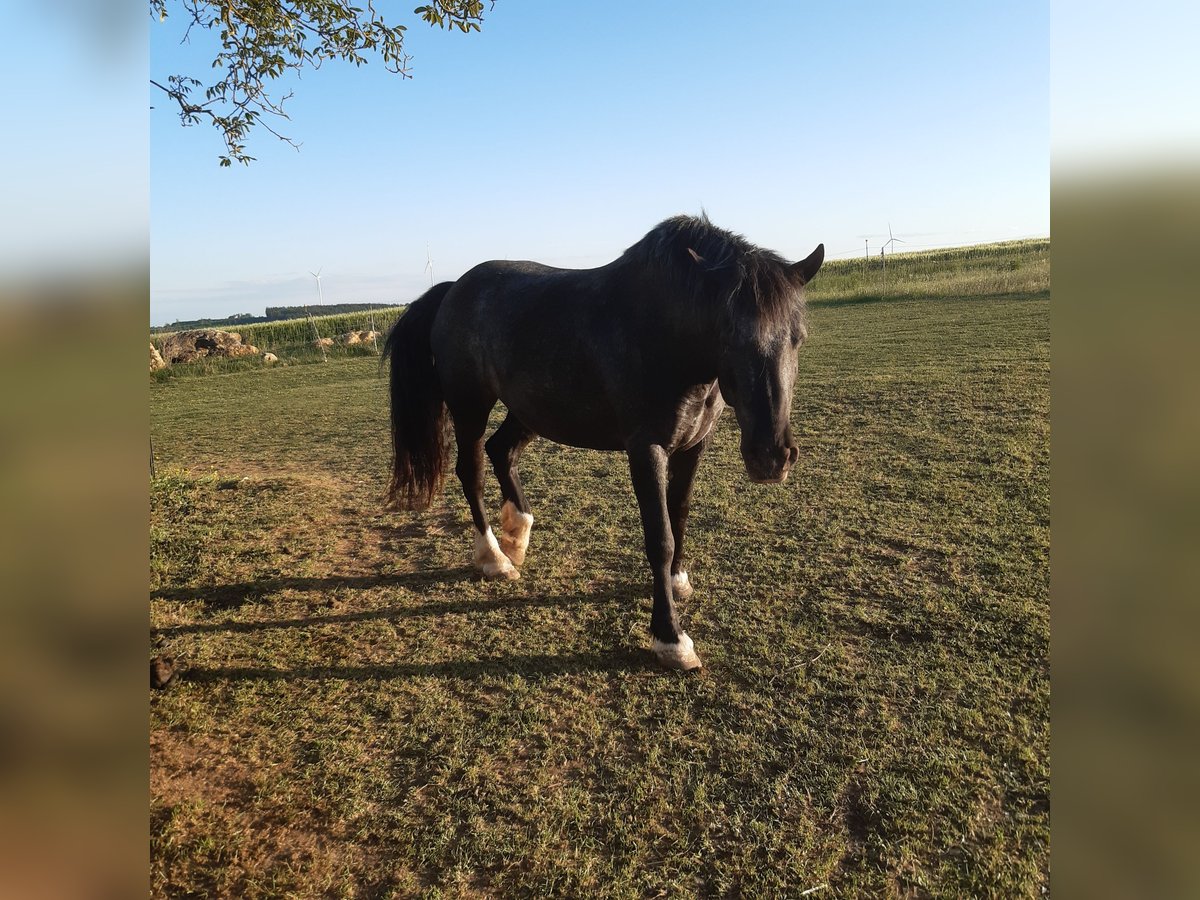 Tinker Mix Stute 8 Jahre 150 cm in Berching