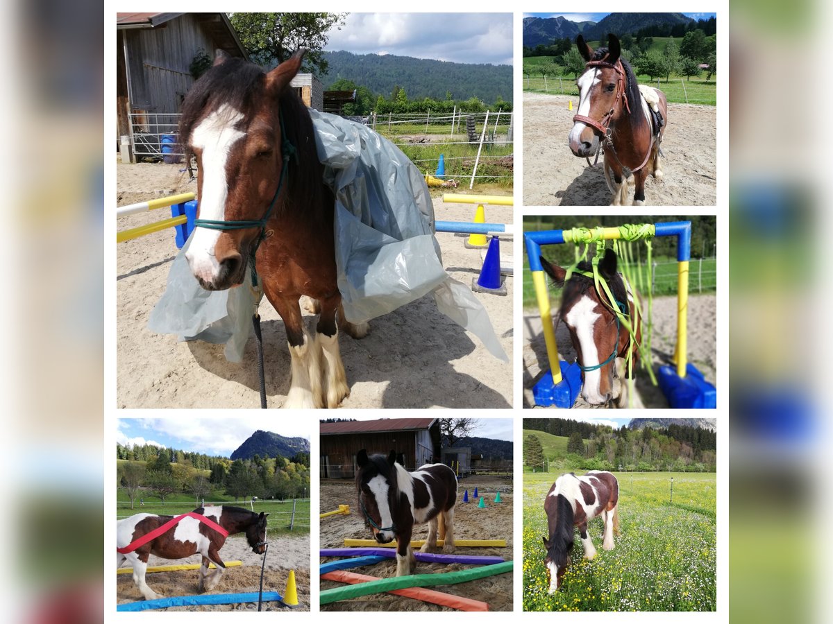 Tinker Stute 8 Jahre 158 cm in Oberstdorf