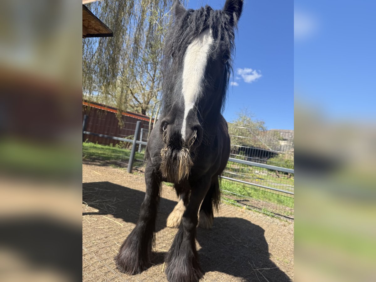 Tinker Stute 9 Jahre 140 cm Rappe in Harzgerode