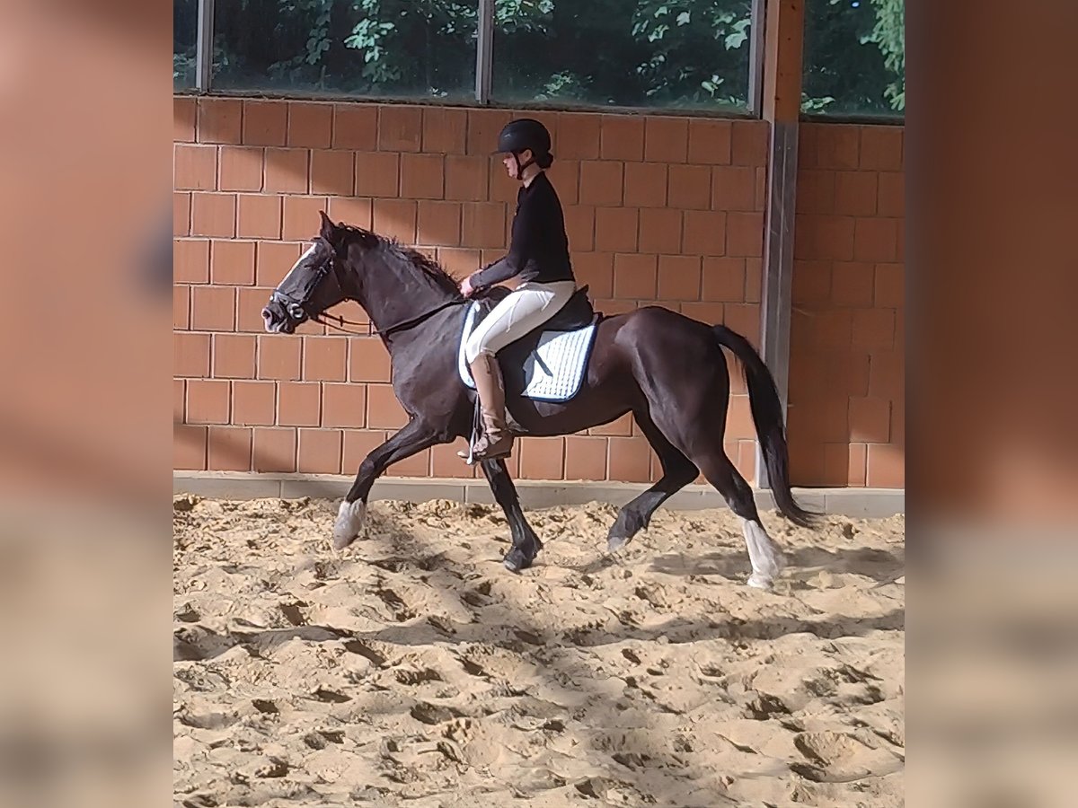 Tinker Stute 9 Jahre 144 cm Rappe in Lage