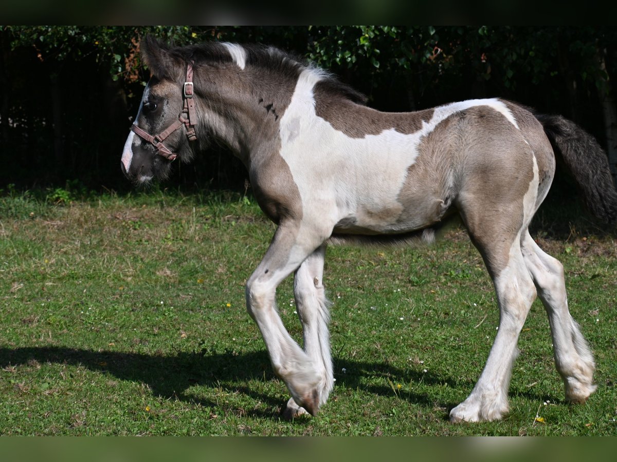 Tinker Stute Fohlen (06/2025) 145 cm Tobiano-alle-Farben in Barger-Compascuum