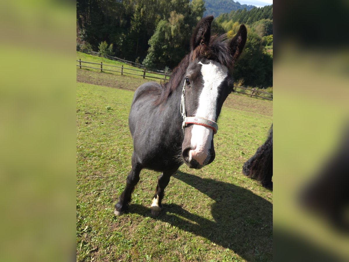 Tinker Stute Fohlen (05/2025) Rappe in Kumpitz