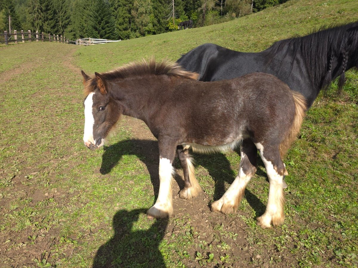 Tinker Stute Fohlen (05/2025) Roan-Red in Fohnsdorf
