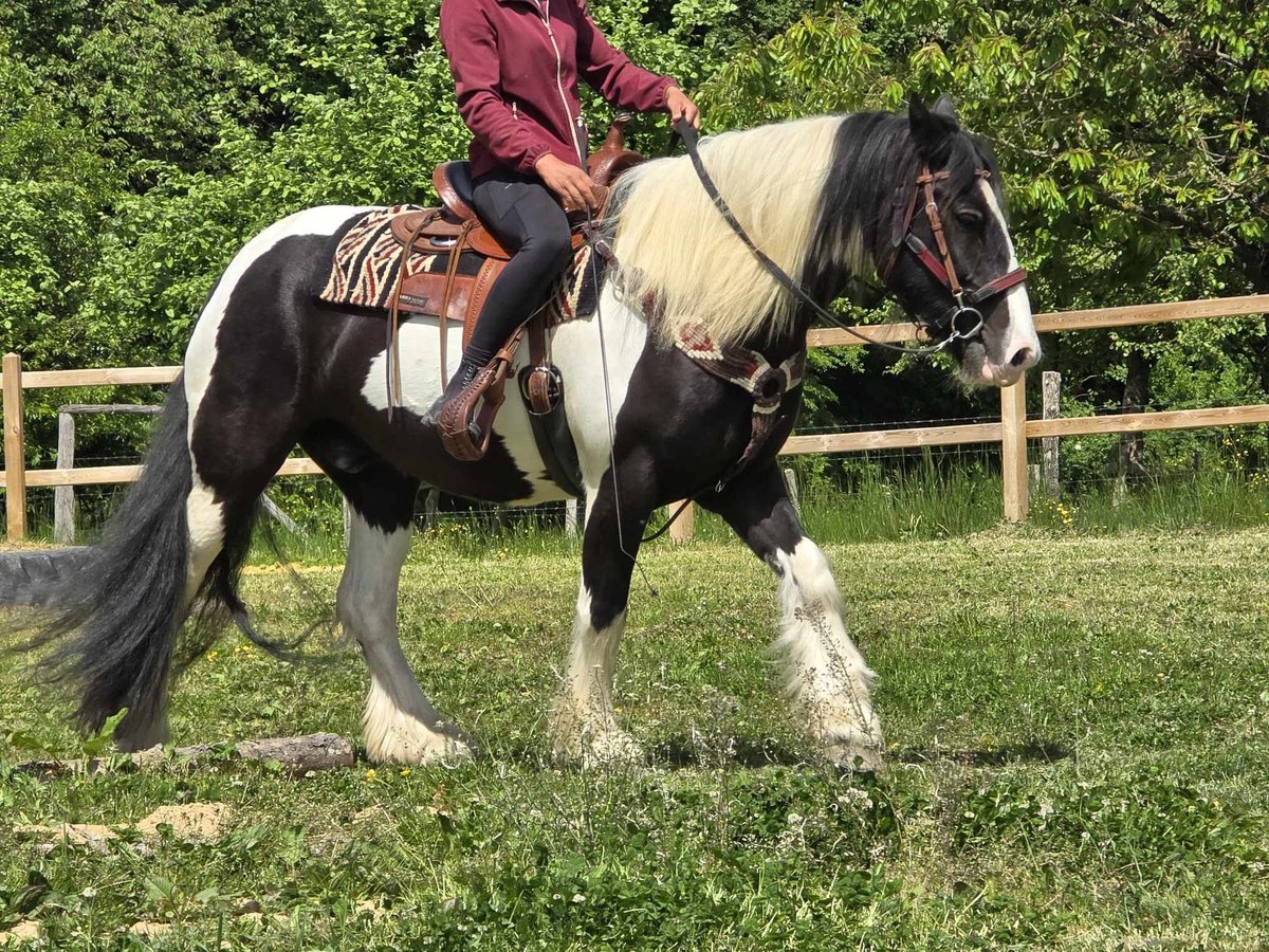Tinker Wałach 10 lat 153 cm Srokata in Linkenbach