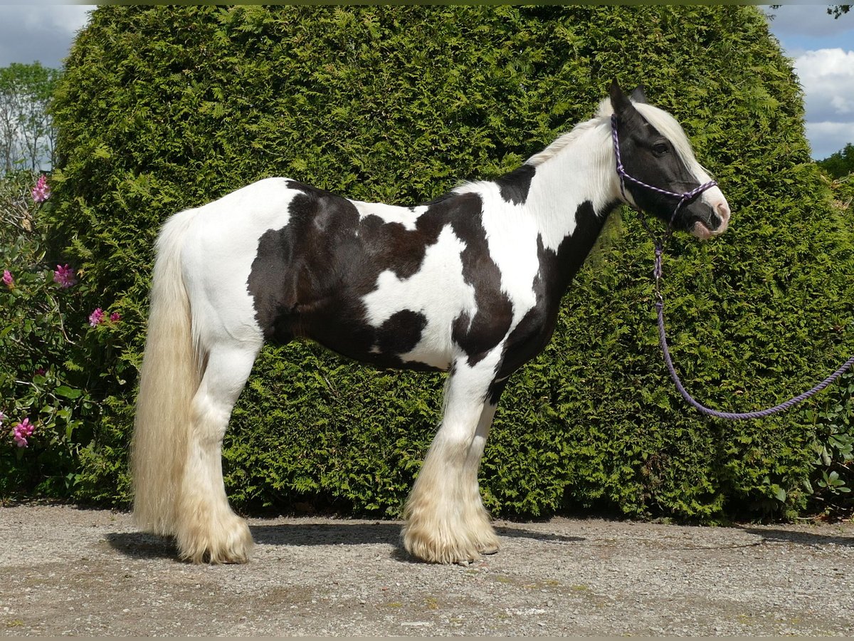 Tinker Wałach 15 lat 137 cm Srokata in Lathen