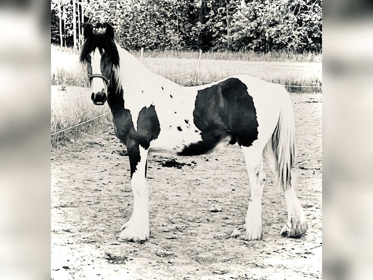 Tinker Wałach 1 Rok 155 cm Srokata in Mj&#xF6;lby