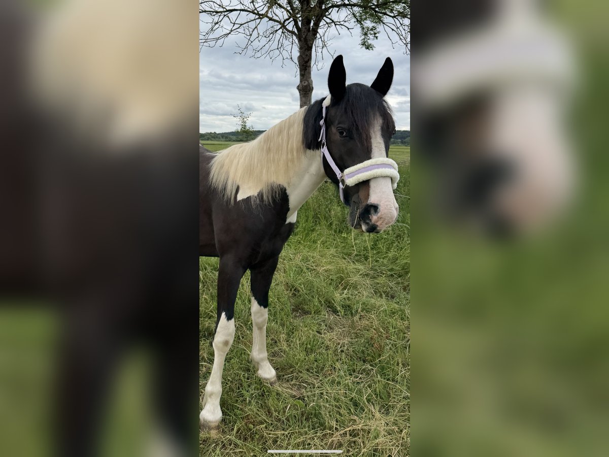 Tinker Mix Wałach 2 lat 150 cm Srokata in ThannhausenThannhausen