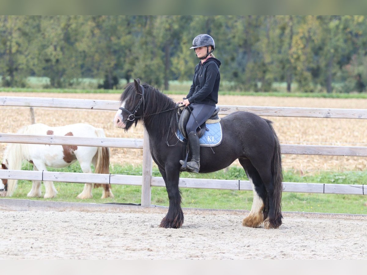 Tinker Wałach 4 lat 130 cm Kara in Bogaarden