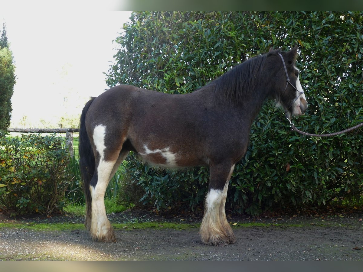 Tinker Wałach 5 lat 137 cm Srokata in Lathen