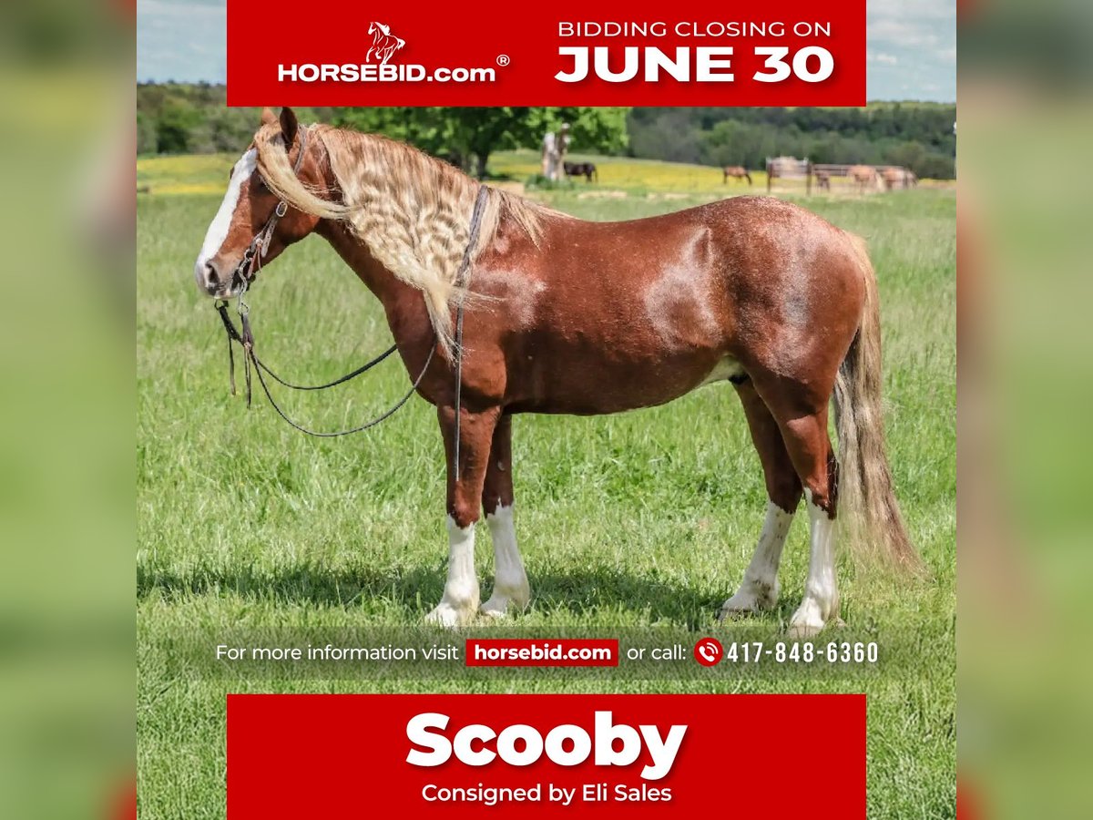Tinker Mix Wałach 6 lat 135 cm Kasztanowatodereszowata in Rogersville, MO
