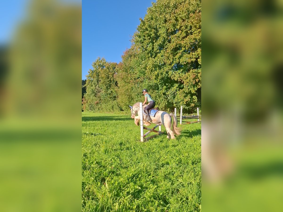 Tinker Wałach 7 lat 140 cm Siwa in Aalen