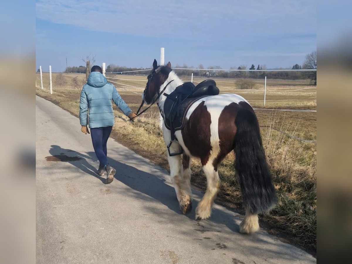 Tinker Wałach 8 lat 140 cm Srokata in Bad Dürrheim