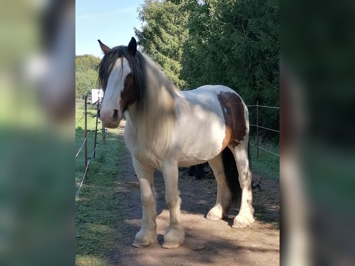 Tinker Wałach 8 lat 148 cm Srokata in Freital