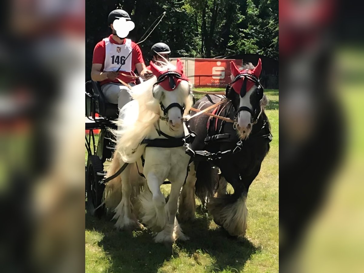 Tinker Wallach 10 Jahre 126 cm Schimmel in Schopfheim