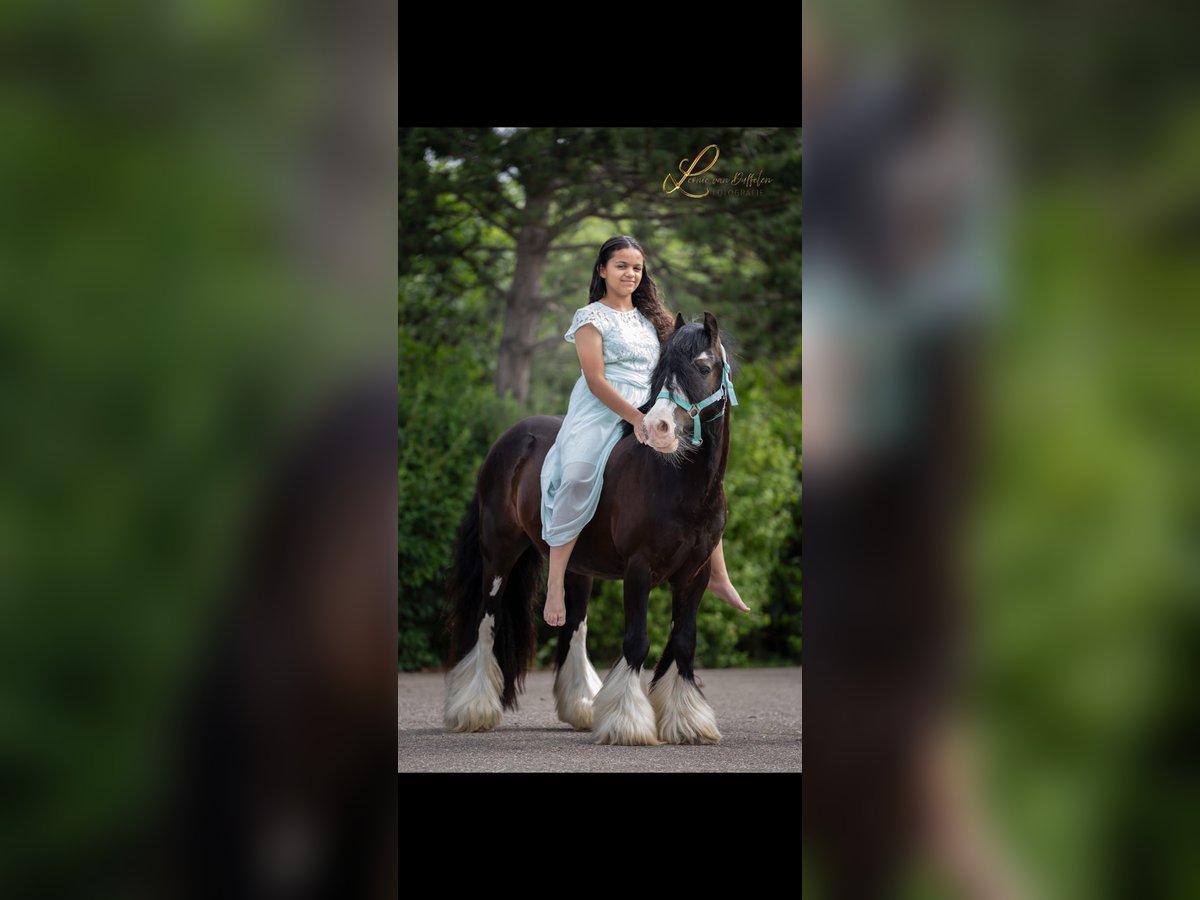 Tinker Wallach 10 Jahre 129 cm Rappe in Pijnacker