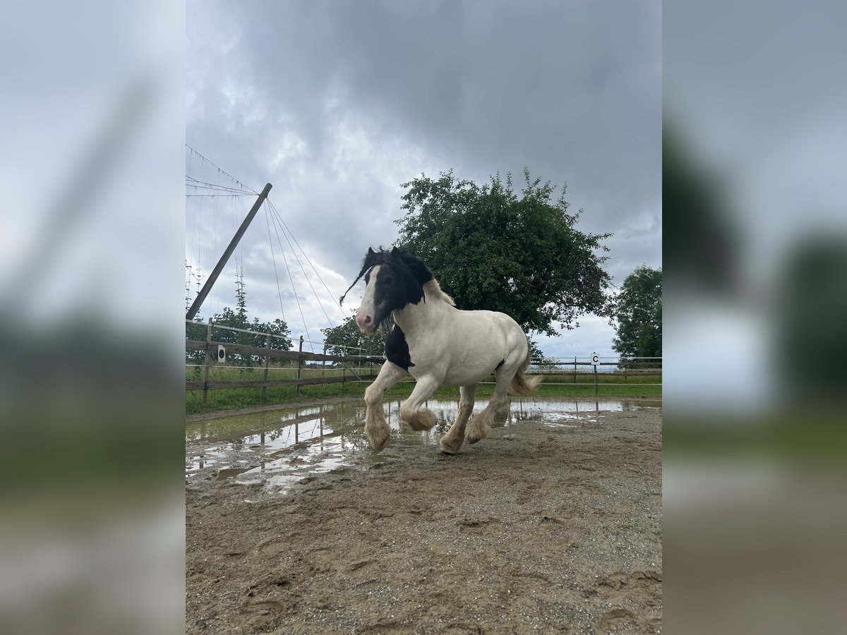 Tinker Wallach 10 Jahre 130 cm Schecke in Tettnang