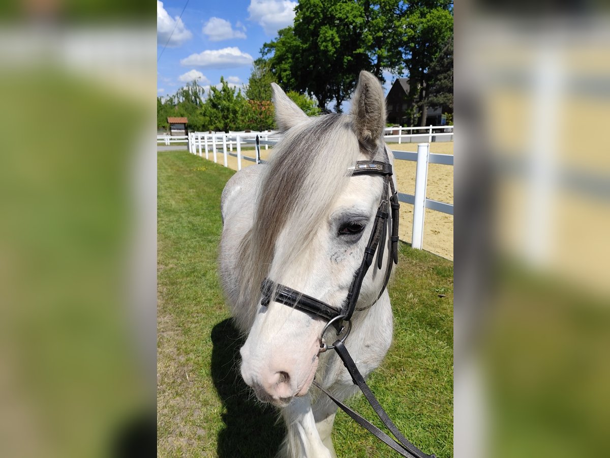 Tinker Wallach 10 Jahre 133 cm Schimmel in Bad Laer