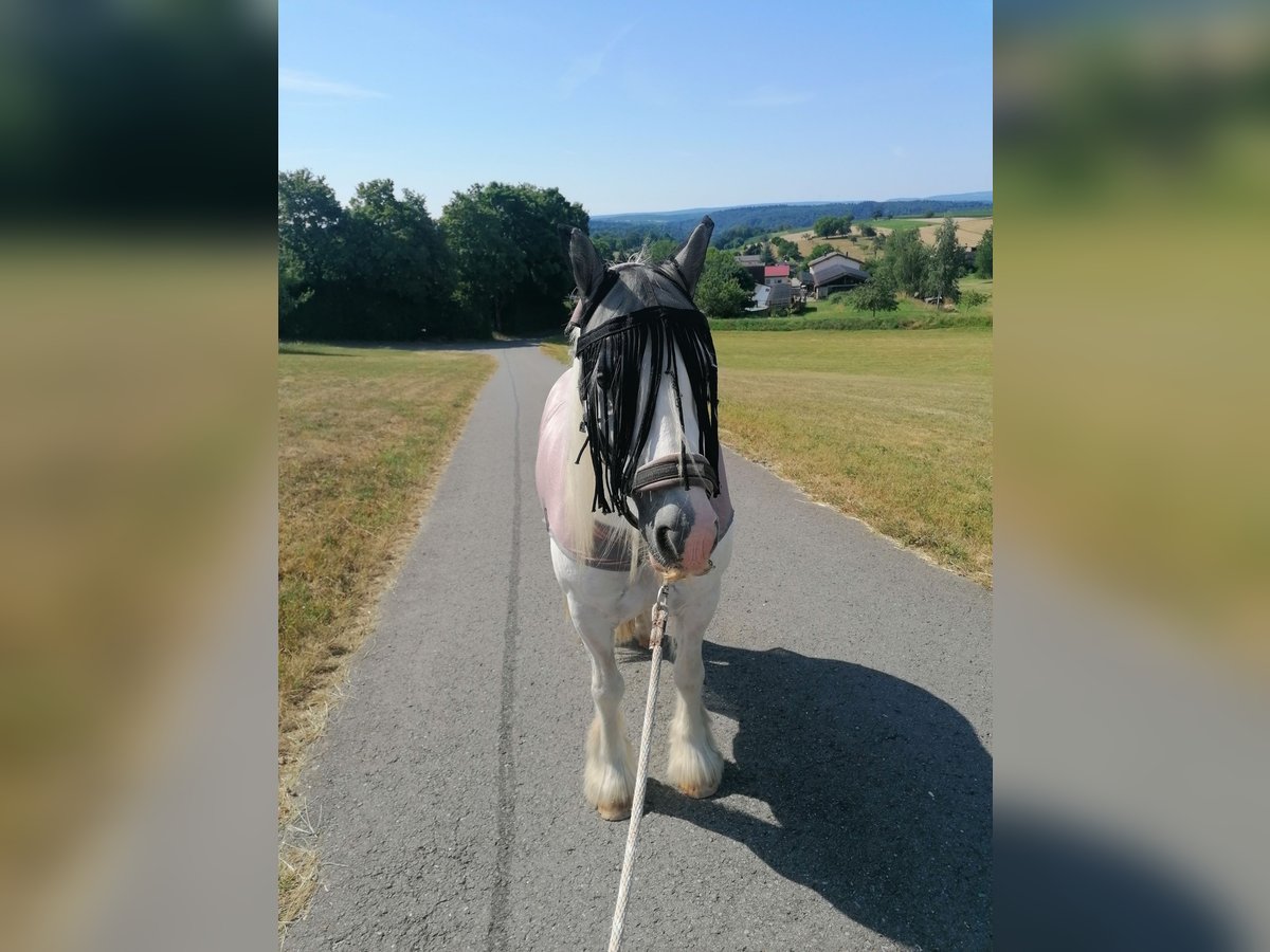 Tinker Wallach 10 Jahre 136 cm Schimmel in Neulingen