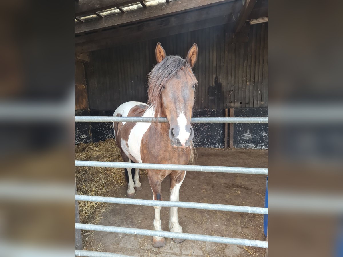 Tinker Mix Wallach 10 Jahre 141 cm Schecke in Bornheim