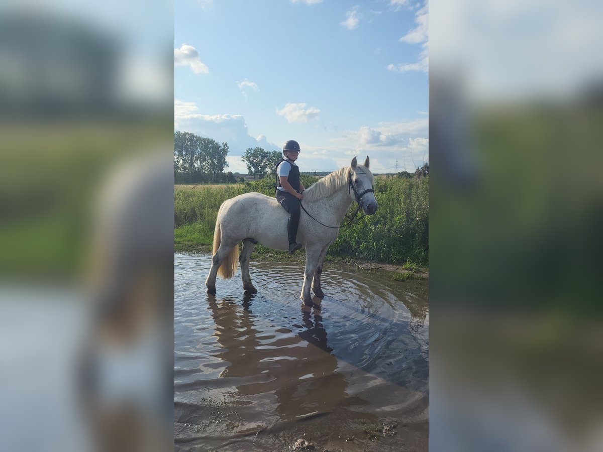 Tinker Wallach 10 Jahre 152 cm Apfelschimmel in Oberkr&#xE4;mer