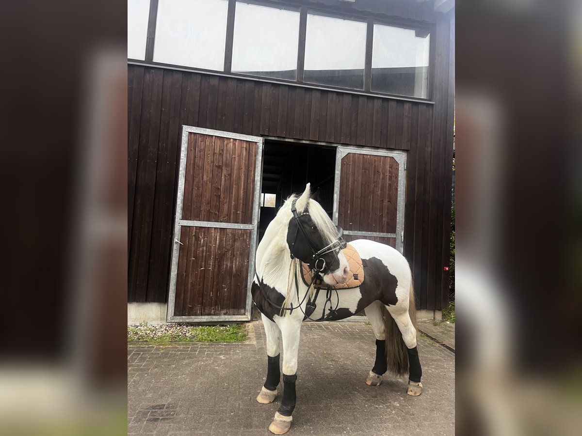 Tinker Mix Wallach 10 Jahre 158 cm in Ratingen