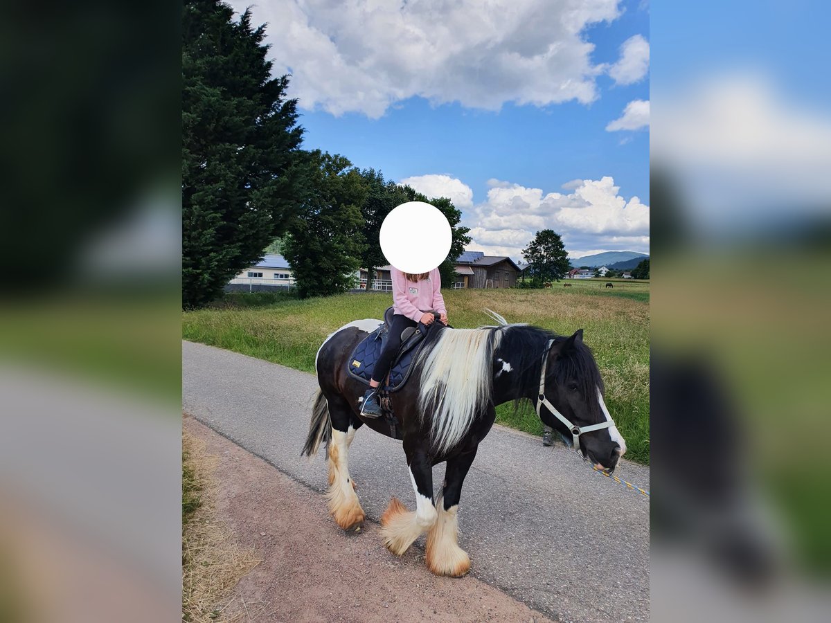 Tinker Wallach 10 Jahre 158 cm Schecke in Winden im Elztal