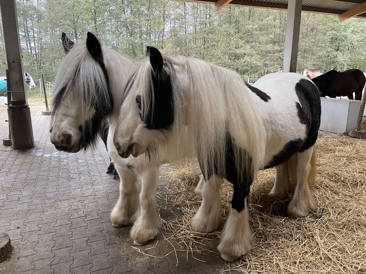 Tinker Wallach 11 Jahre 135 cm Schecke in WeinheimOberflockenbach