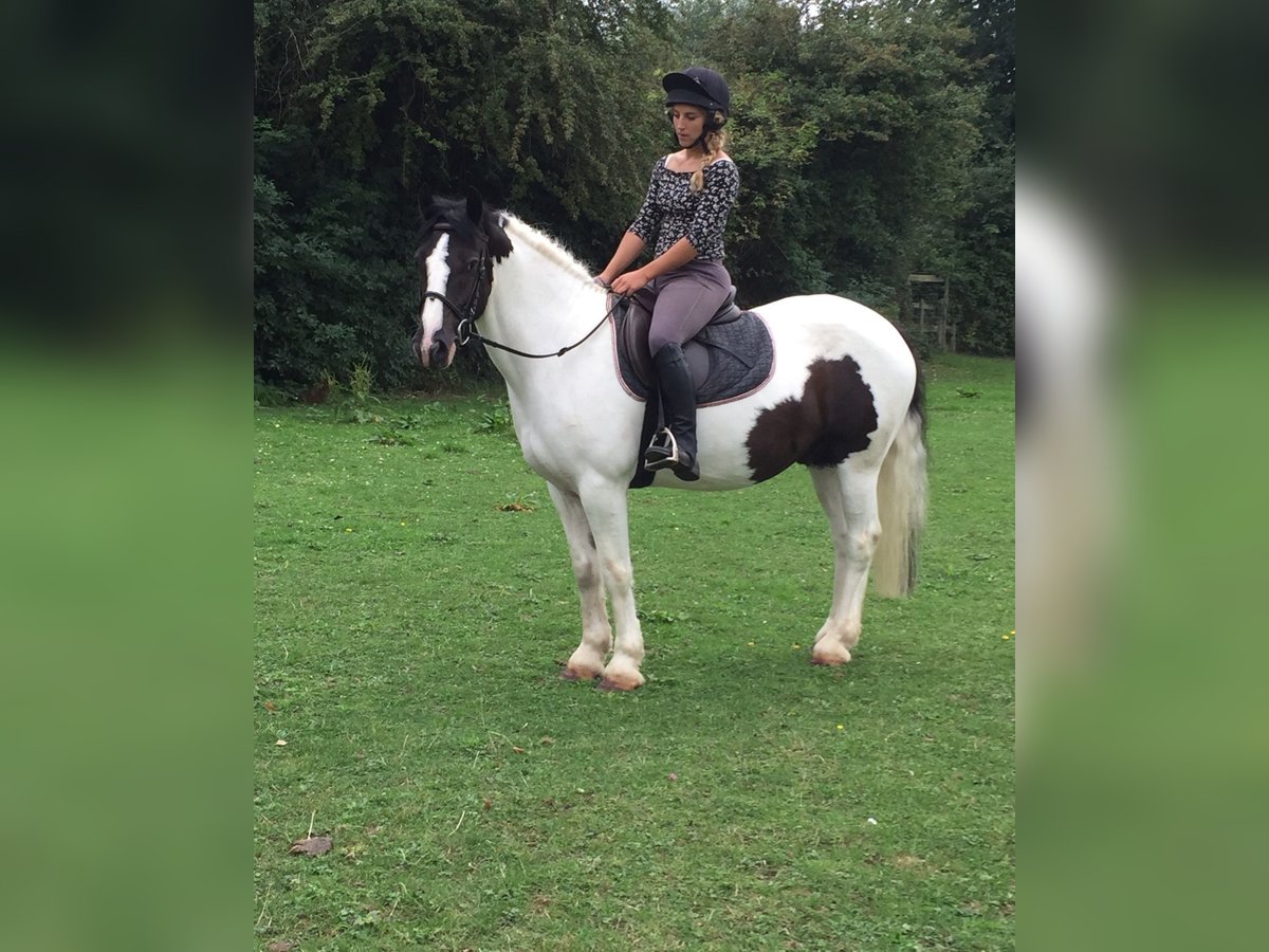 Tinker Wallach 11 Jahre 142 cm White in 57 Brackley Road TINGLEY