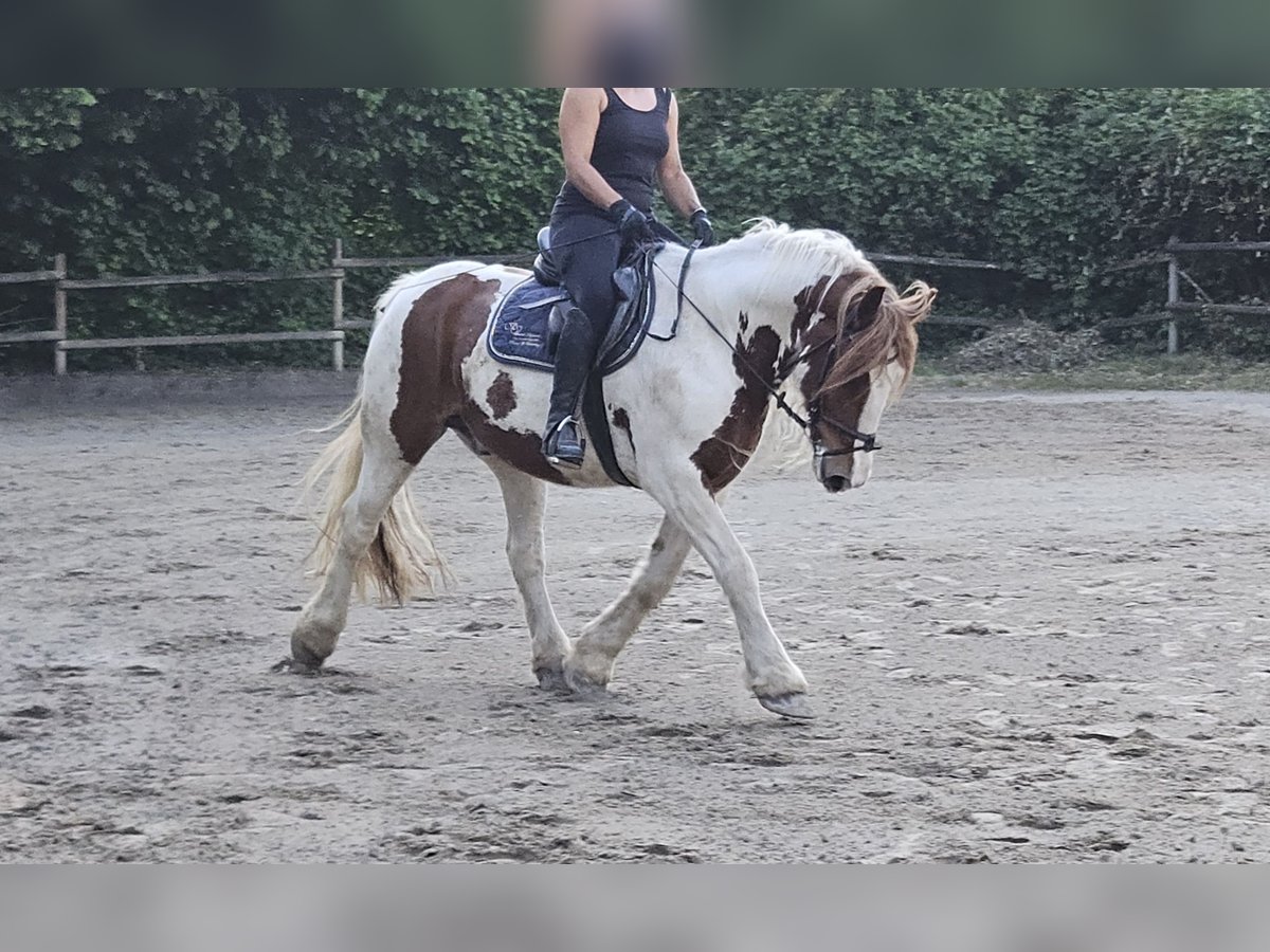 Tinker Wallach 11 Jahre 154 cm Schecke in Wachtendonk