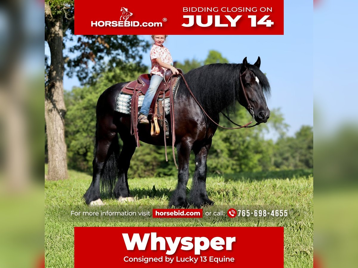 Tinker Mix Wallach 11 Jahre 155 cm Rappe in Brodhead, KY