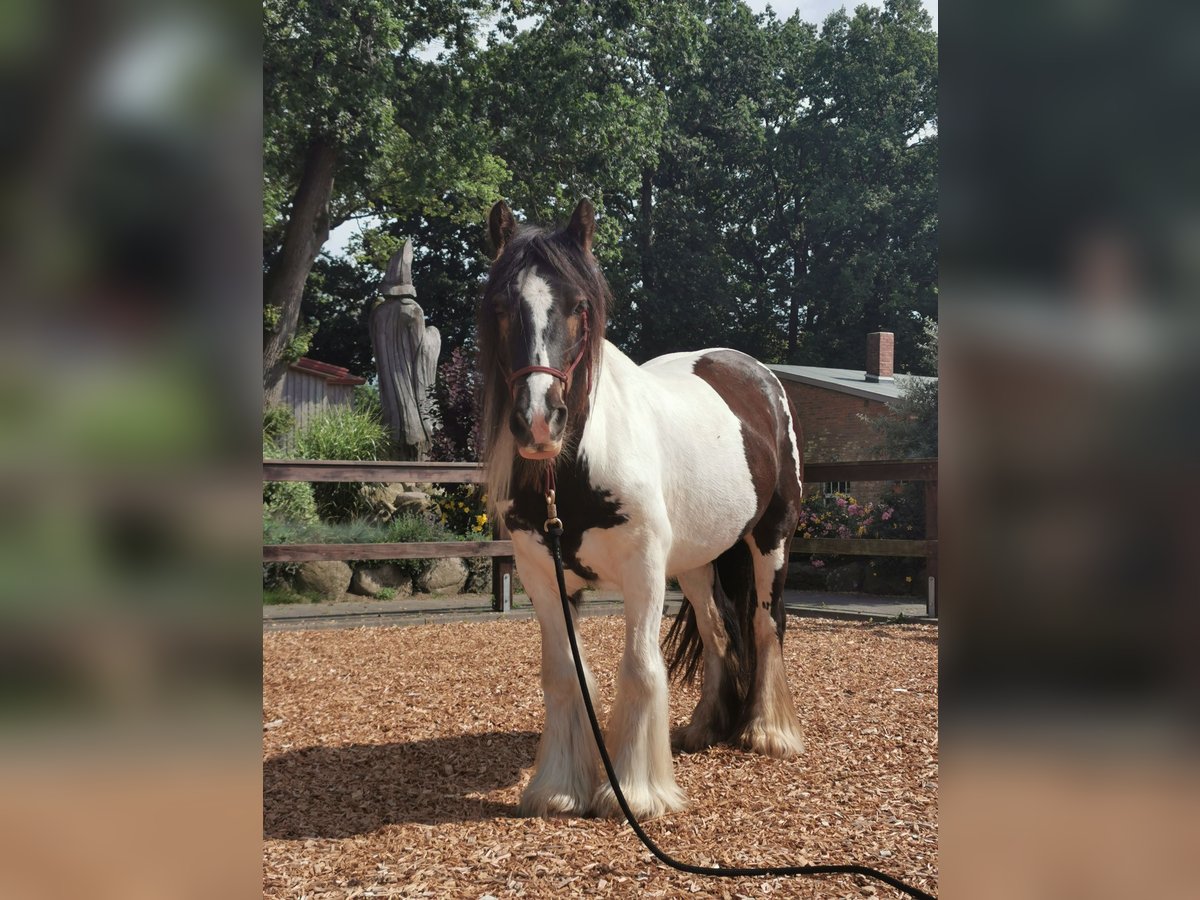 Tinker Wallach 12 Jahre 147 cm Schecke in Hohentengen am Hochrhein