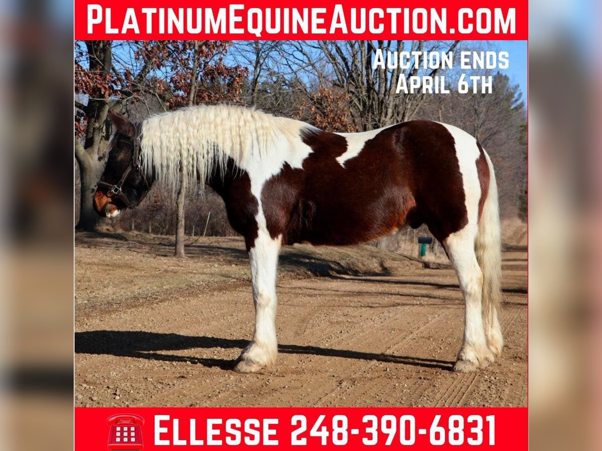Tinker Wallach 12 Jahre 157 cm Tobiano-alle-Farben in Howell, MI