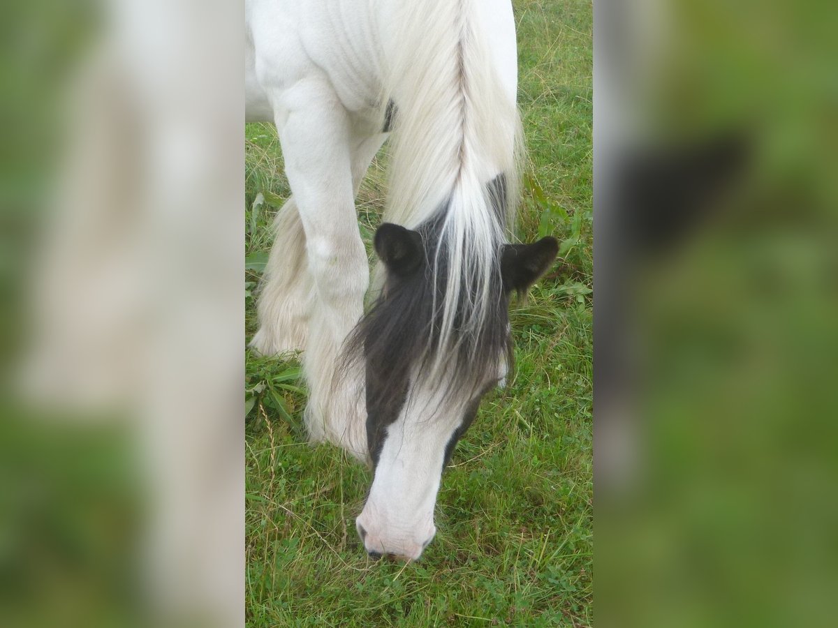 Tinker Wallach 13 Jahre 140 cm Schecke in Butjadingen
