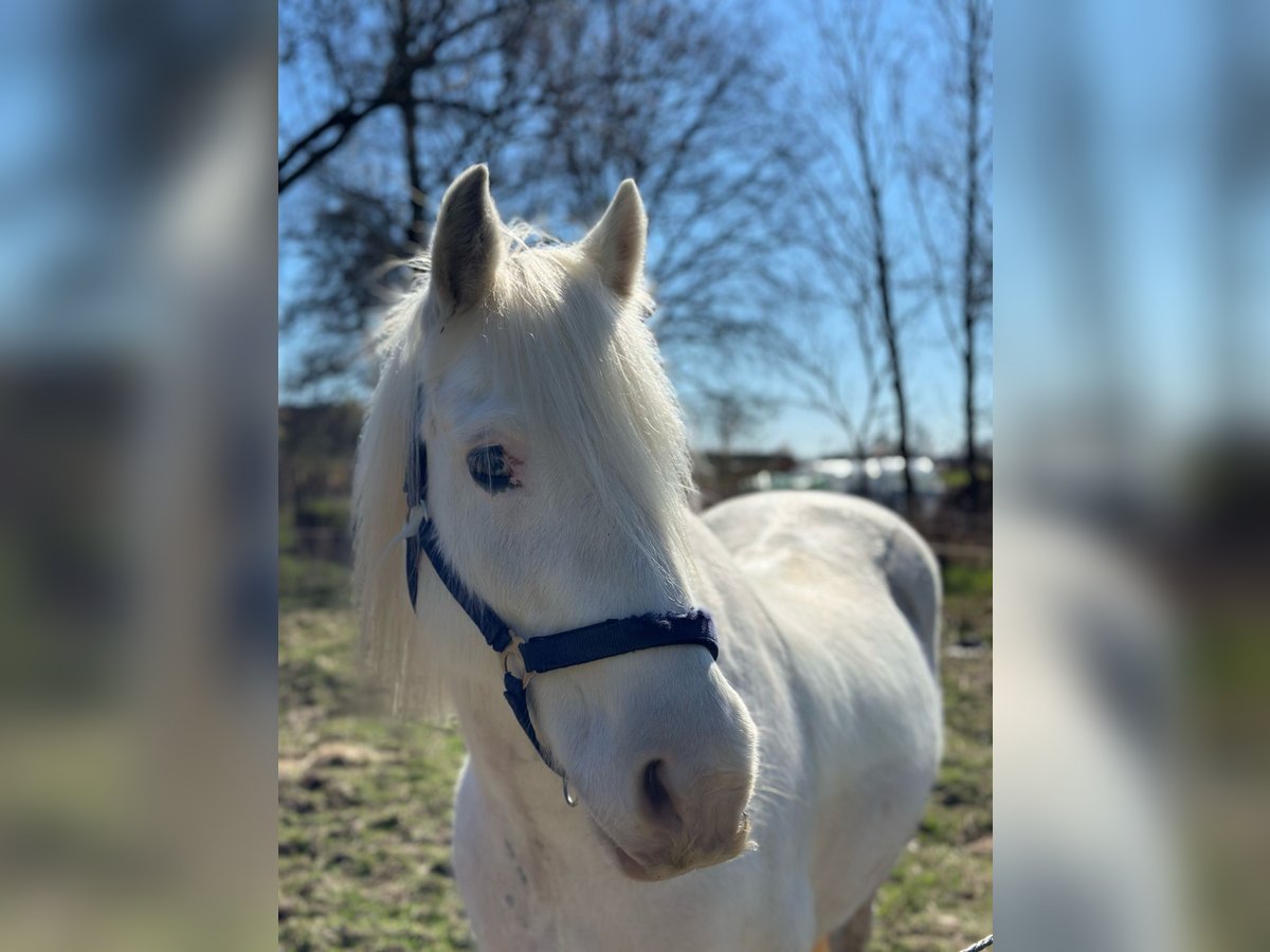 Tinker Wallach 14 Jahre 140 cm Cremello in Bremen