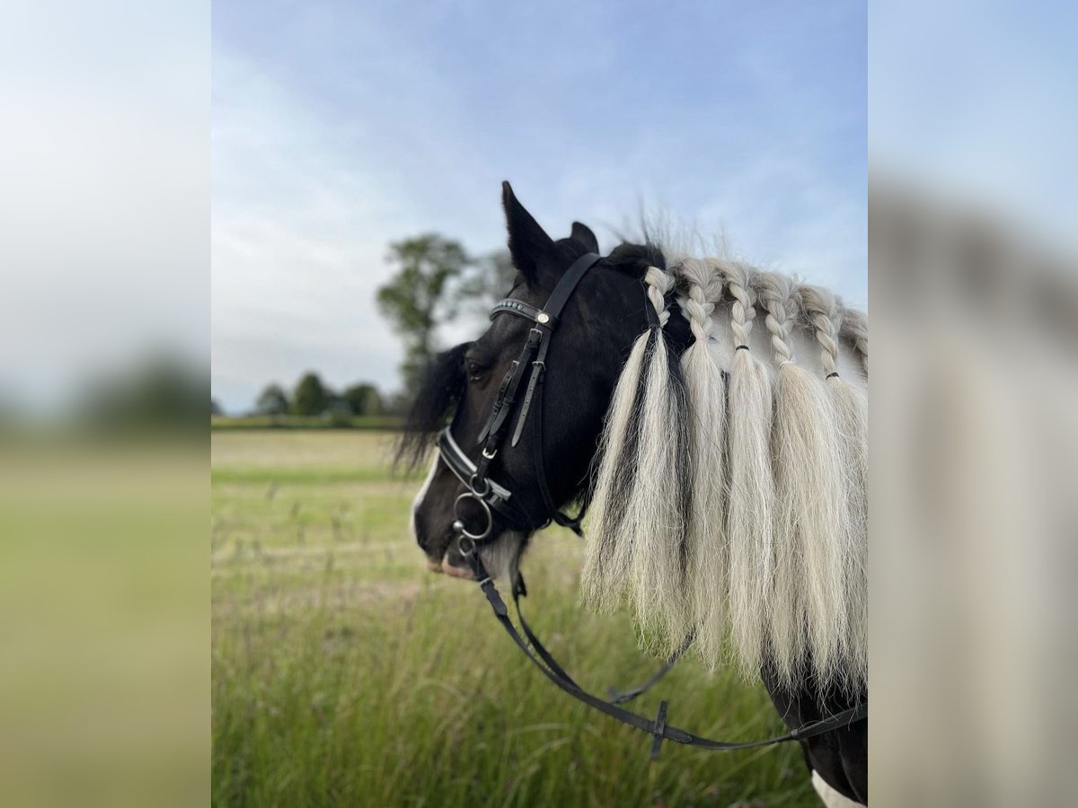 Tinker Wallach 14 Jahre 142 cm Schecke in Jersbek