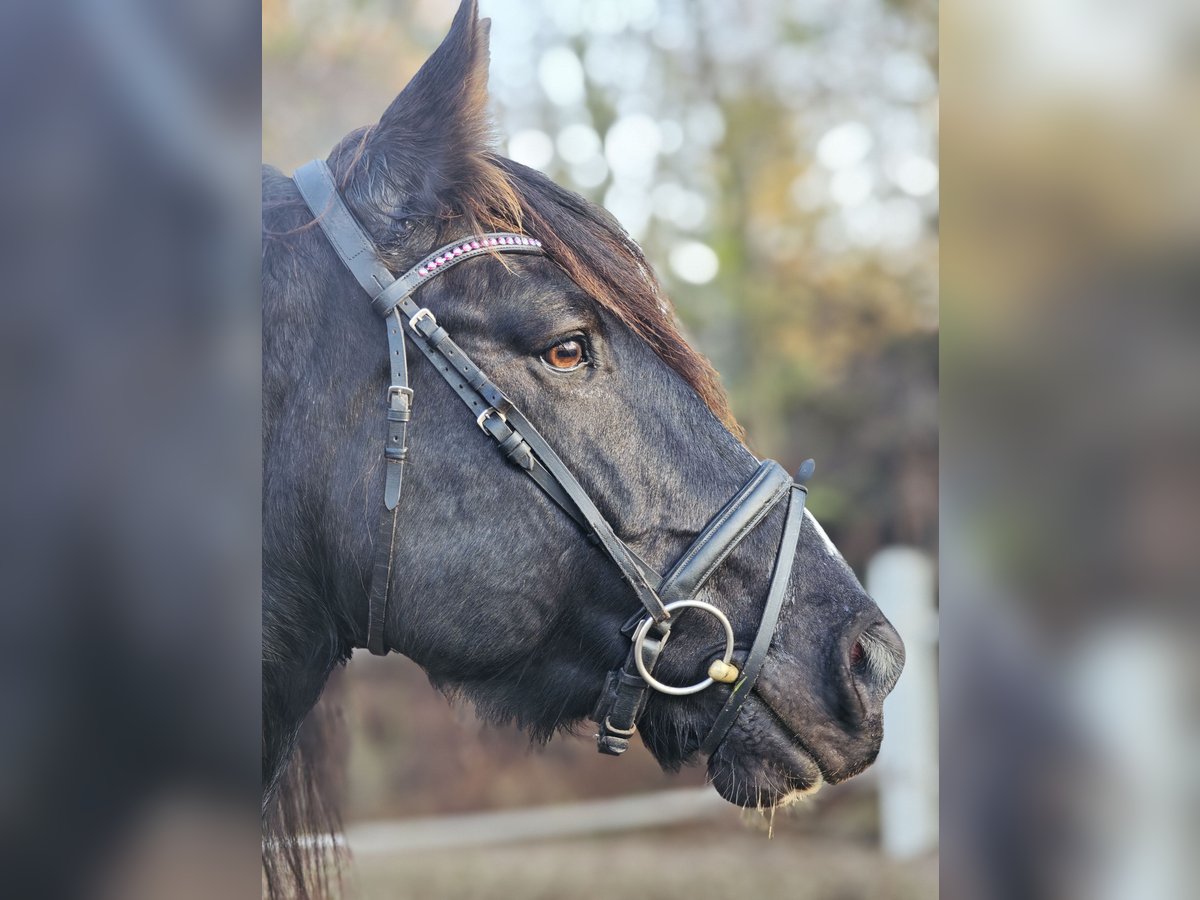 Tinker Mix Wallach 14 Jahre 161 cm Dunkelbrauner in Stahnsdorf