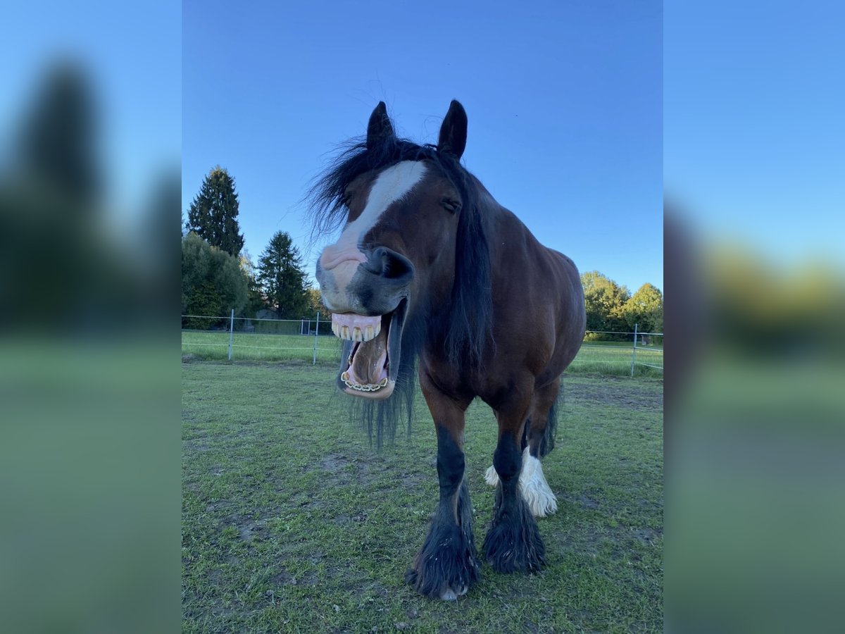 Tinker Wallach 15 Jahre 150 cm Brauner in Mertingen
