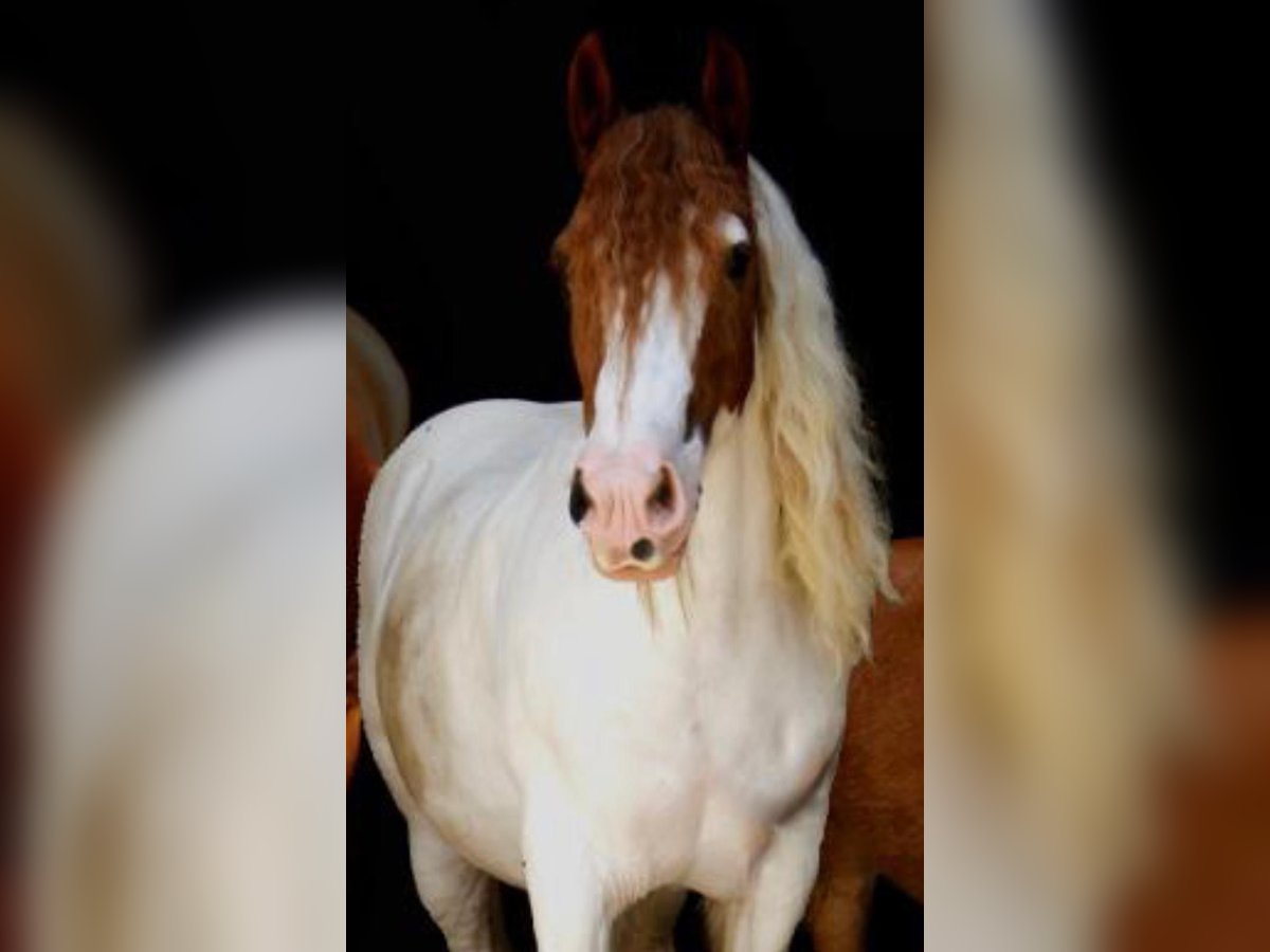 Tinker Wallach 15 Jahre 152 cm in Waltrop