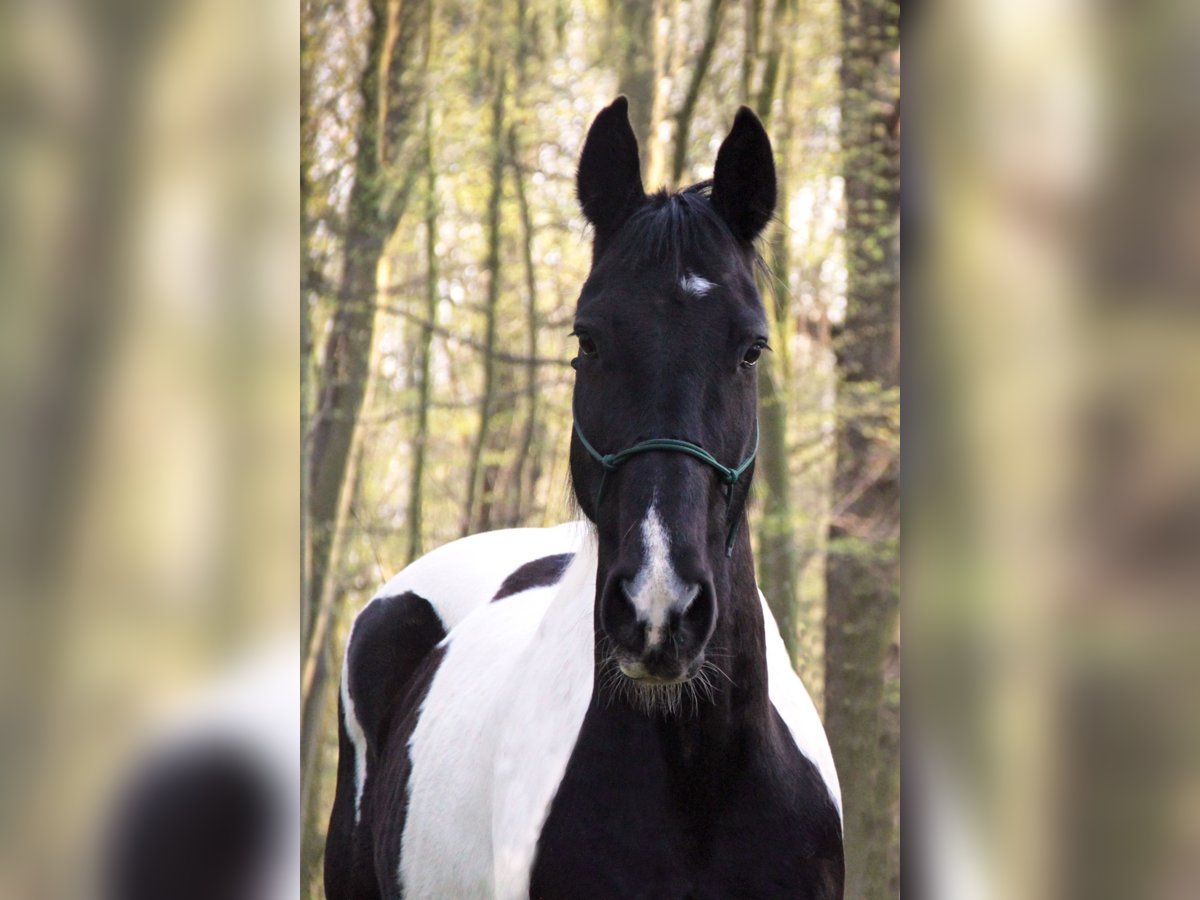 Tinker Mix Wallach 15 Jahre 160 cm Tobiano-alle-Farben in G&#xF6;ttingen