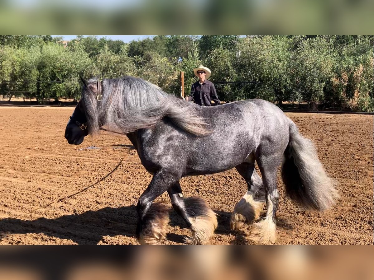Tinker Wallach 16 Jahre 142 cm Roan-Blue in Penryn