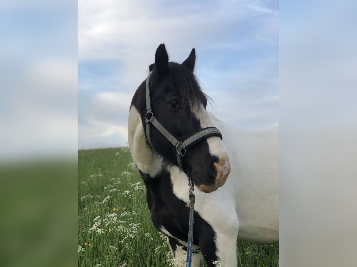 Tinker Wallach 16 Jahre 148 cm Schecke in Birkenbeul