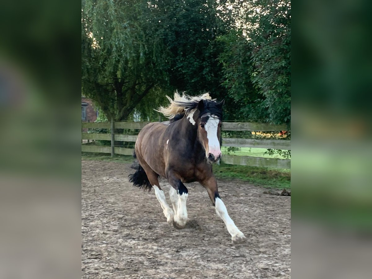 Tinker Wallach 17 Jahre 140 cm Schecke in Syke Tinker Wallach 17 Jahre 140 cm Schecke in Syke
